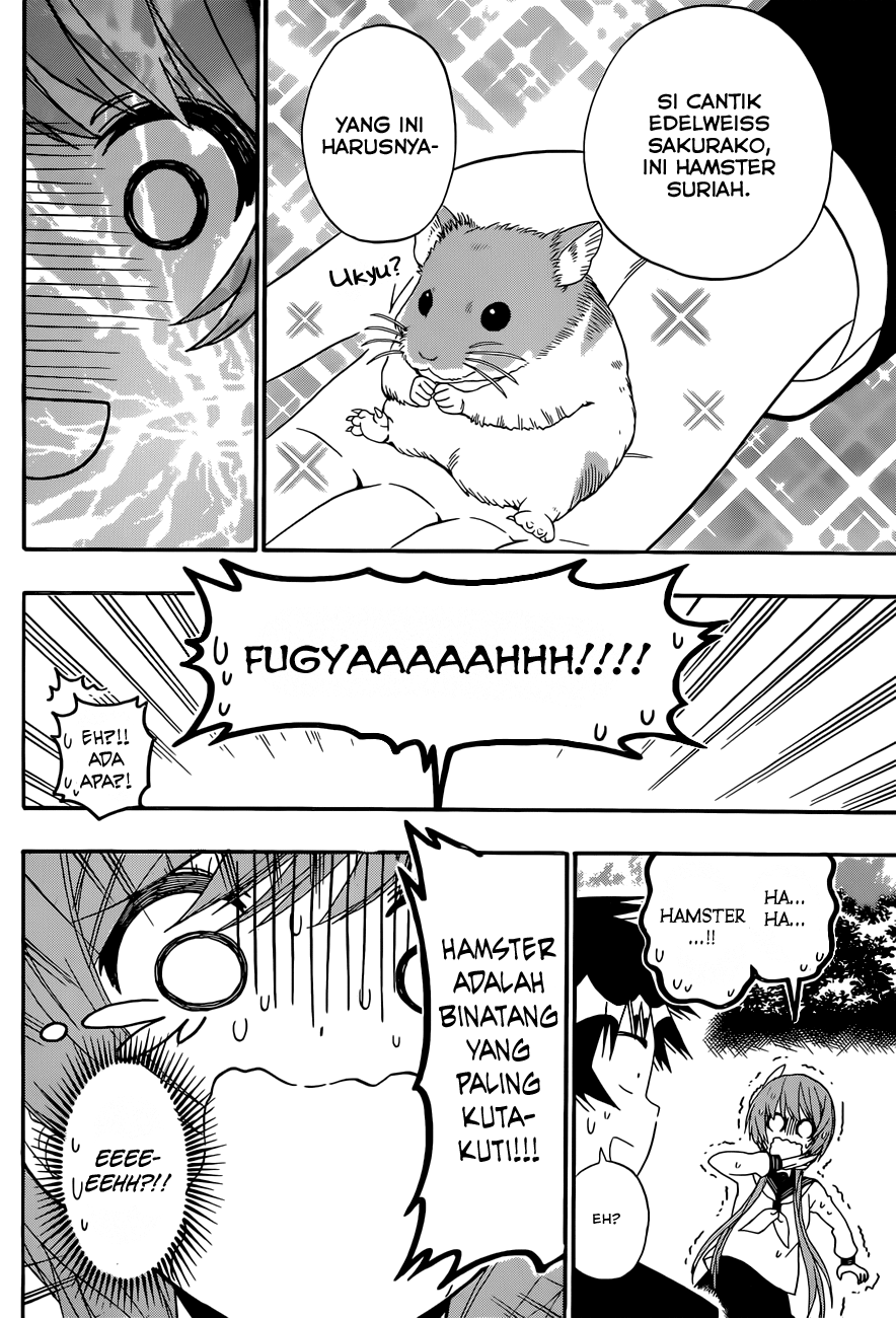 Nisekoi chapter 142 halaman 14