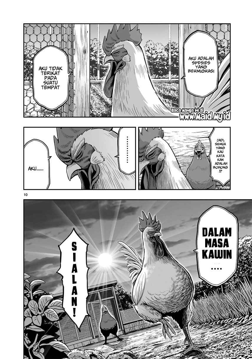Rooster Fighter Bab 01 halaman 12