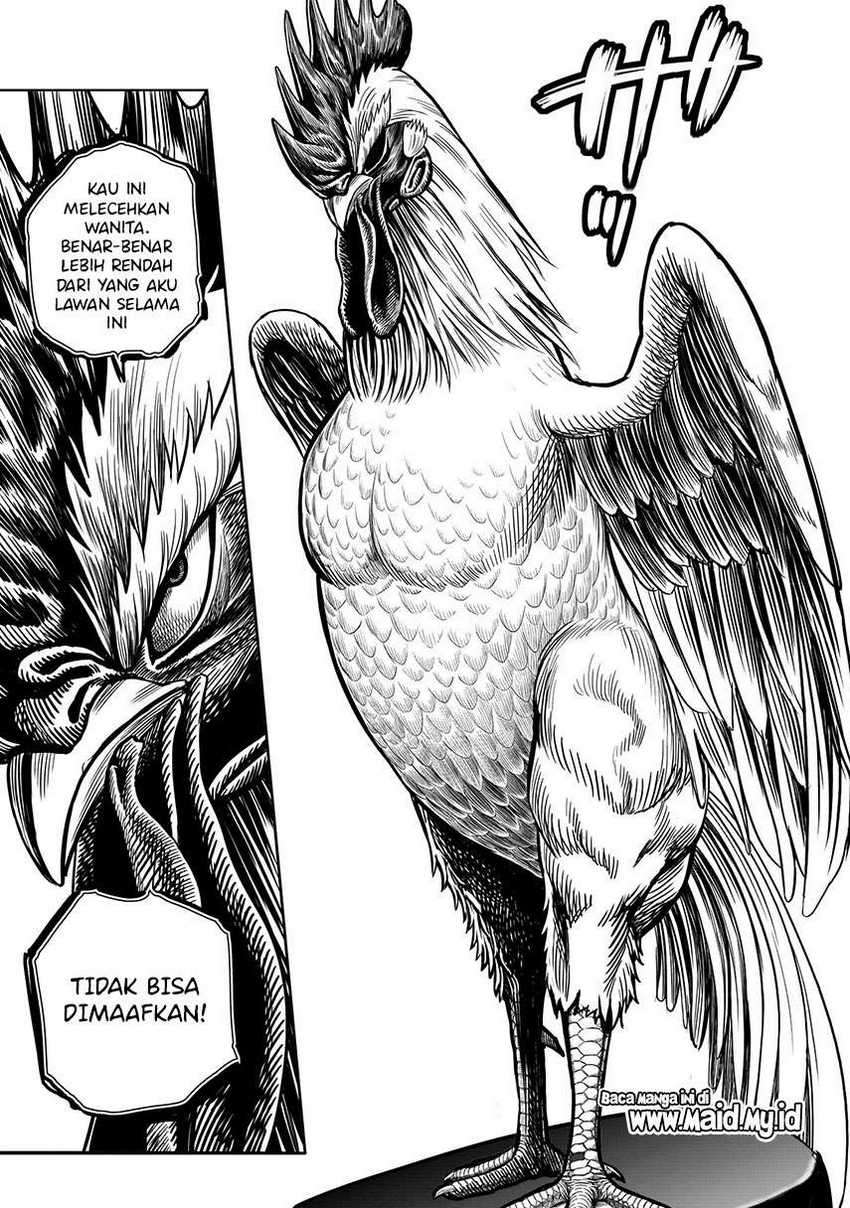 Rooster Fighter Bab 06 halaman 13