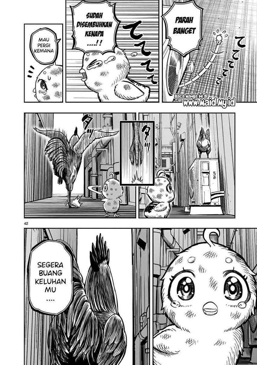Rooster Fighter Bab 06 halaman 44