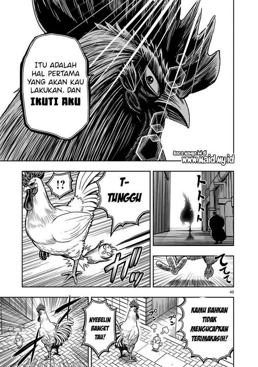 Rooster Fighter Bab 06 halaman 45