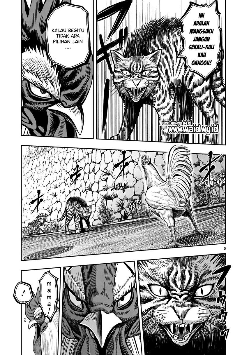 Rooster Fighter Bab 09 halaman 7