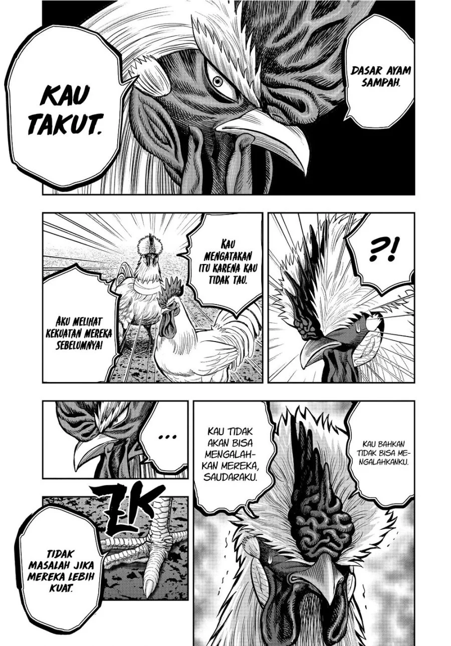 Rooster Fighter Bab 21 halaman 31