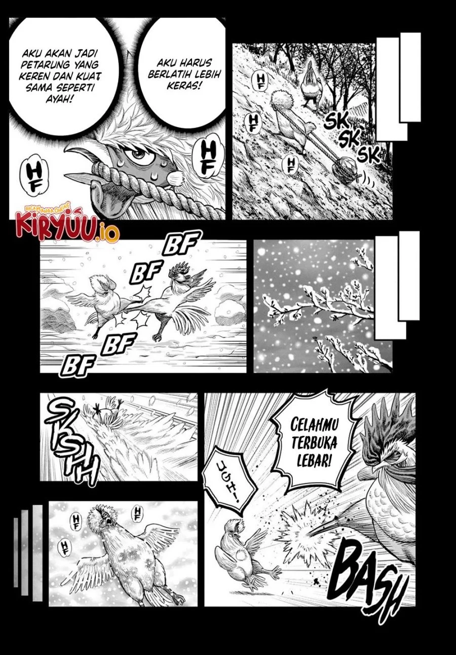 Rooster Fighter Bab 27 halaman 16