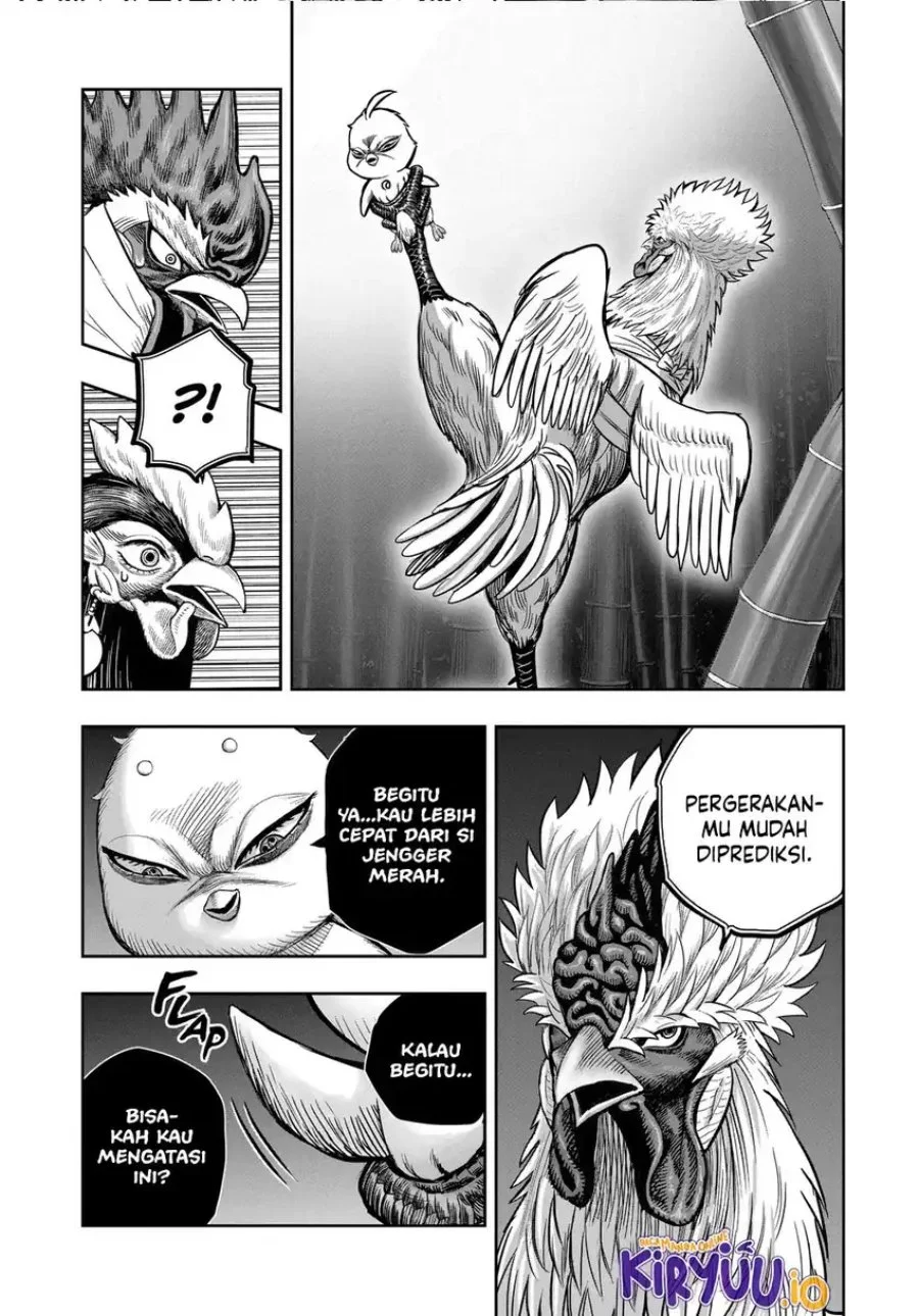 Rooster Fighter Bab 33 halaman 19