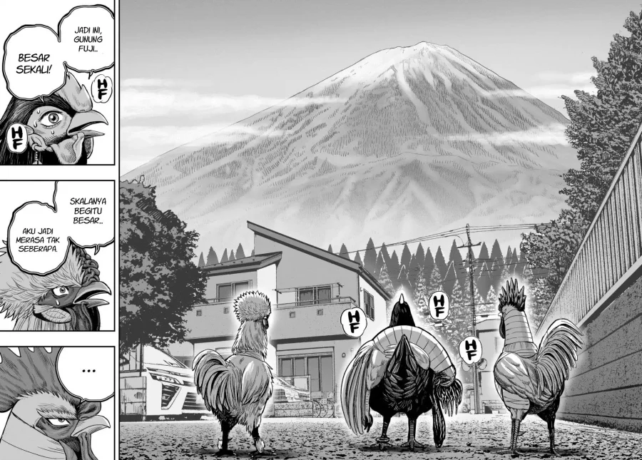 Rooster Fighter Bab 36.2 halaman 17