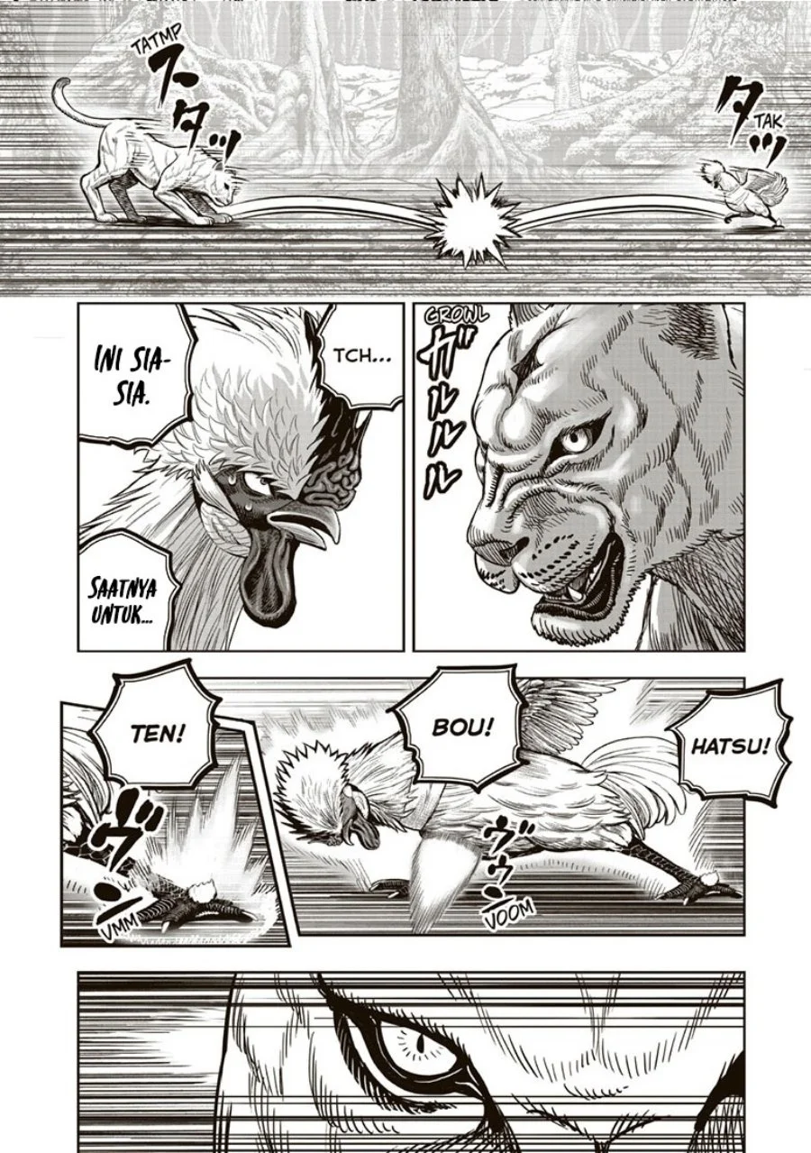 Rooster Fighter Bab 37 halaman 33