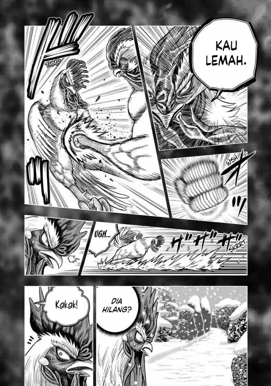 Rooster Fighter Bab 56 halaman 21